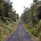 Fern Forest