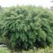 Bamboo Bush