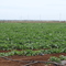 Squash field, Aloun Farms, Ewa