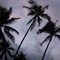 Palms in Black Beach, Hawaii United States http://goplanettravel.blogspot.com