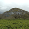 Umbrella Trees, Hawaii