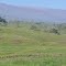 Upcountry Koa