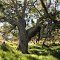 Koa Tree