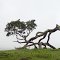 2013-05-07 Lone tree on Parker's Ranch
