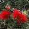 Liko Lehua Blossom Hawaii