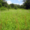 Roberts Cemetery Savanna Nature Preserve