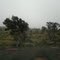 the last trees