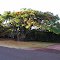 Rainbow Shower Tree, Koloa, Kaua'i, HI. aug 23, 2005