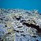 Montipora flabellata.  Hawaii.  Encrusting plates.  Photograph: Jim Maragos.