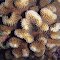 Pocillopora meandrina.  Hawaii.  Surface detail.  Photograph: Doug Fenner.