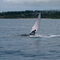 Humpback whale off Maui
