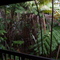 Big Ferns