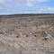 Volcanoes National Park is a natural habitat for nenes Hawaii's state bird