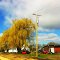 Galena yellow tree