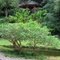 Japanese gazebo at the Byodo-In Temple