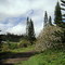Senator Fong's Plantation and Gardens