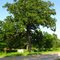 Witness Tree