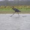 HERON ELEGANT