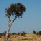 Acacia