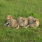 Cheetah Cubs in the Masai Mara