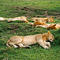 "La siesta de los leones" (Masai Mara)