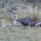 Lioness and Wildebeest