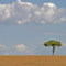 Acacia against the Mara sky