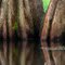 Cypress trees, Lake Martin, Louisiana, USA