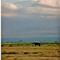 Elefante a los pies del Kilimanjaro