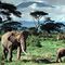  Elephants, Mount Kilimanjaro,