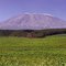 Kilimanjaro