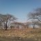 Magadi
