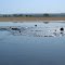 Hot Springs at Lake Magadi
