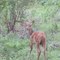 Reedbuck in Meru NP (Kenya)