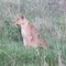 Lion in Meru NP (Kenya)