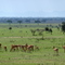 impalas in massai mara KEN