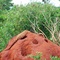 Monitor lizard - Tsavo east.