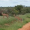 Grant gazelles - Tsavo east.