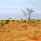 Kenya - 2012 - East Tsavo National Park