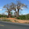 Baobab in Kenya