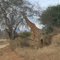 Giraf-Tsavo West National Park