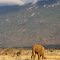 Tsavo