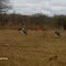 Marabu