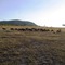 A group of  Wildebeest(Nyumbus)