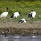Ibis sacrés