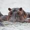 Hippos im See Navaisha