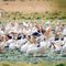 Pelicans by Lake Naivasha