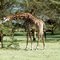 Giraffe.  Lake Naivasha National Park