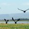 flying away birds. Lake Naivasha National Park, Kenya
