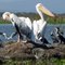 Lake Naivasha National Park. Кения